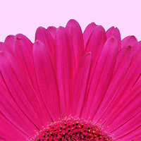 Buy canvas prints of Bright Pink Gerbera by Donna Collett
