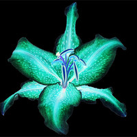 Buy canvas prints of Neon Lily by Donna Collett
