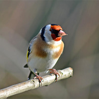 Buy canvas prints of Goldfinch by Donna Collett