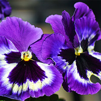 Buy canvas prints of Pansies by Donna Collett