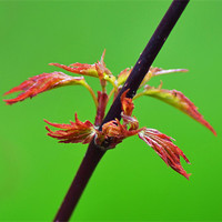 Buy canvas prints of Acer by Donna Collett
