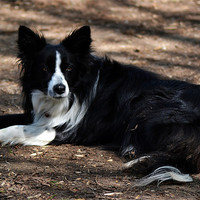 Buy canvas prints of Collie by Donna Collett