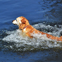 Buy canvas prints of Doggie Paddle by Donna Collett