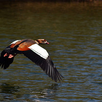 Buy canvas prints of Egyptian Goose by Donna Collett