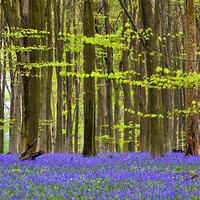 Buy canvas prints of Micheldever Bluebell Wood by Donna Collett