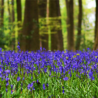 Buy canvas prints of Bluebell woodland by Donna Collett