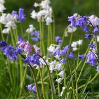 Buy canvas prints of spanish bluebell Mix by Donna Collett