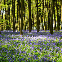 Buy canvas prints of Micheldever Bluebells by Donna Collett