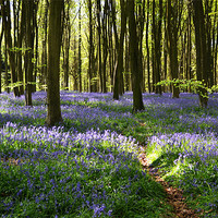 Buy canvas prints of Bluebell Trail by Donna Collett