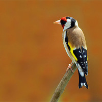 Buy canvas prints of Goldfinch by Donna Collett