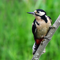 Buy canvas prints of Great Spotted Woodpecker - Female by Donna Collett