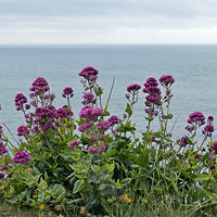Buy canvas prints of Cliff Edge Flowers by Donna Collett