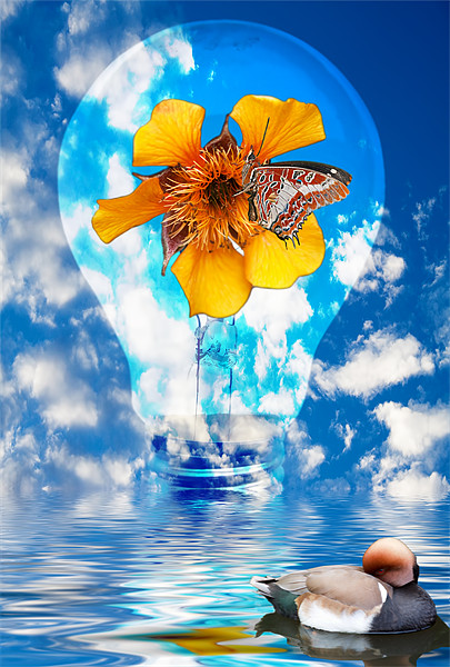 Flowering Bulb Picture Board by Ian Jeffrey