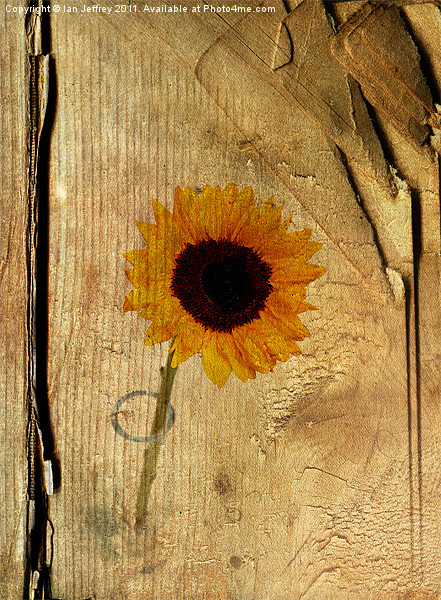 Sunflower Picture Board by Ian Jeffrey