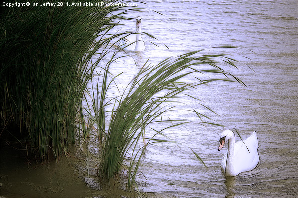 Swans Picture Board by Ian Jeffrey