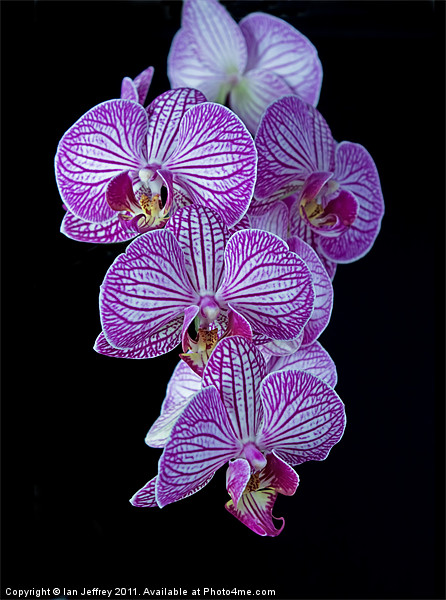 Purple Veined Orchid Picture Board by Ian Jeffrey