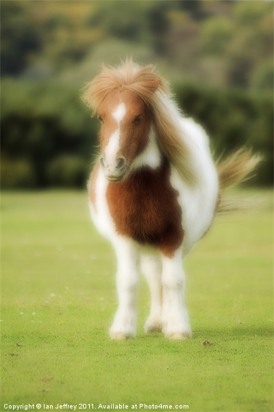 Shetland Pony Picture Board by Ian Jeffrey