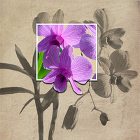 Buy canvas prints of Framed Orchid's by Ian Jeffrey