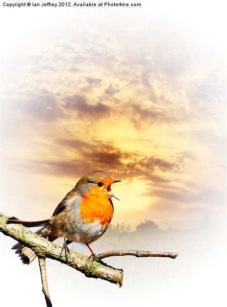 Robin At Sunset Picture Board by Ian Jeffrey