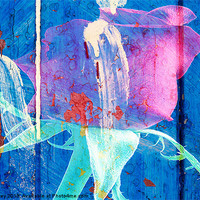 Buy canvas prints of Rose Graffiti by Ian Jeffrey