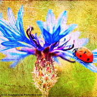 Buy canvas prints of Ladybird by Ian Jeffrey