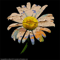 Buy canvas prints of Painted Daisy by Ian Jeffrey