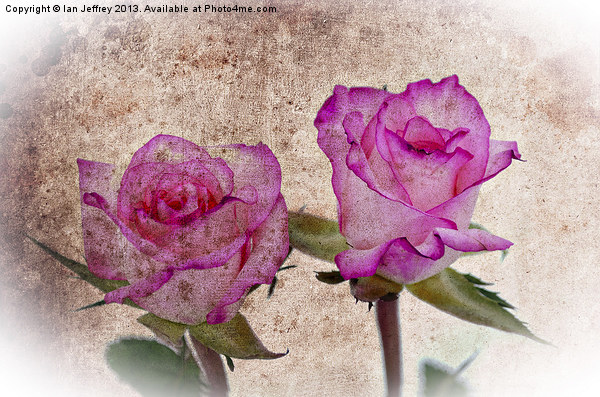 Pink Roses Picture Board by Ian Jeffrey