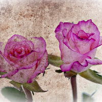 Buy canvas prints of Pink Roses by Ian Jeffrey