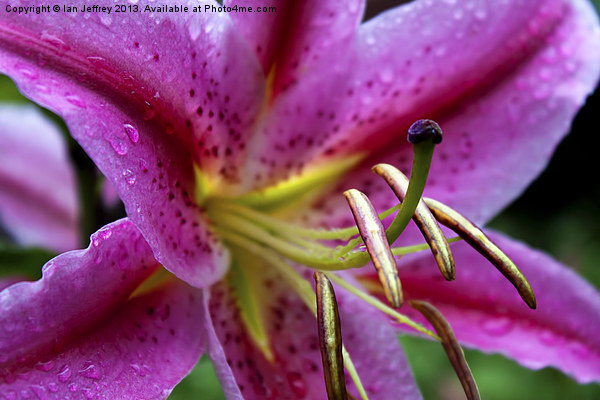 Pink Lily Picture Board by Ian Jeffrey