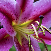 Buy canvas prints of Pink Lily by Ian Jeffrey