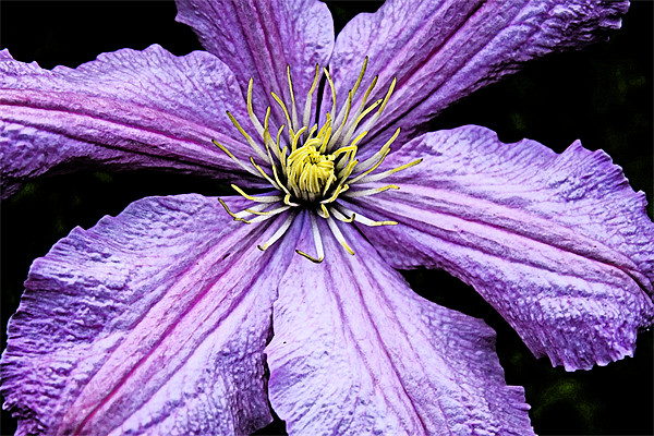 Clematis Petals Picture Board by Ian Jeffrey