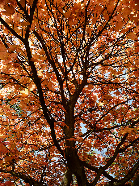 Autumn leaves Picture Board by Ian Jeffrey