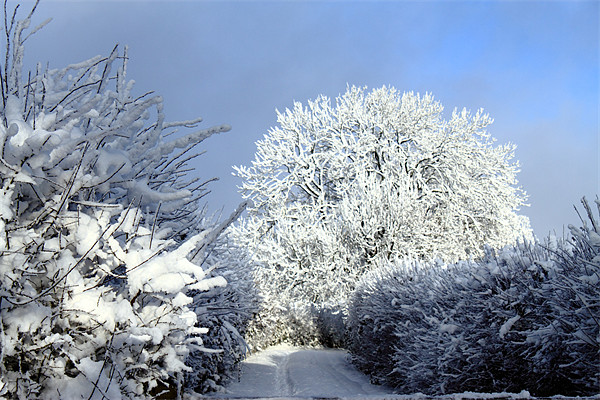 Winter scene Picture Board by Ian Jeffrey