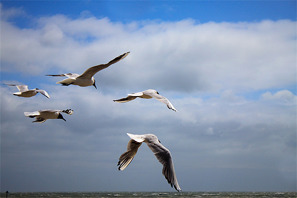 Terns in flight Picture Board by Ian Jeffrey