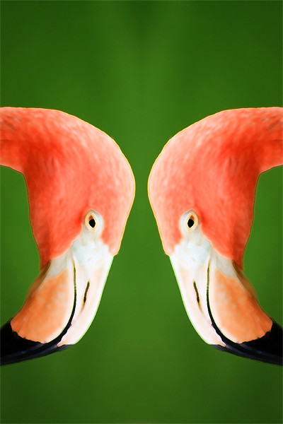 Flamingo Picture Board by Ian Jeffrey