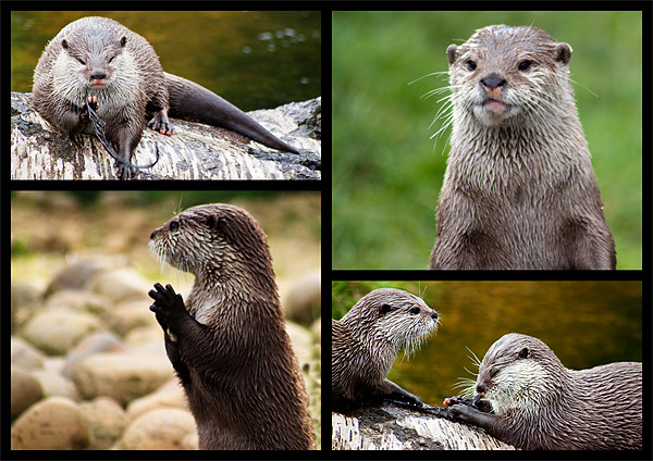 Otters Picture Board by Ian Jeffrey