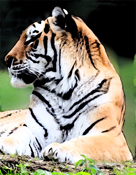 Siberian Tiger Picture Board by Ian Jeffrey