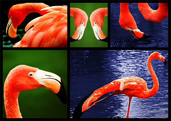 Pink Flamingos Picture Board by Ian Jeffrey