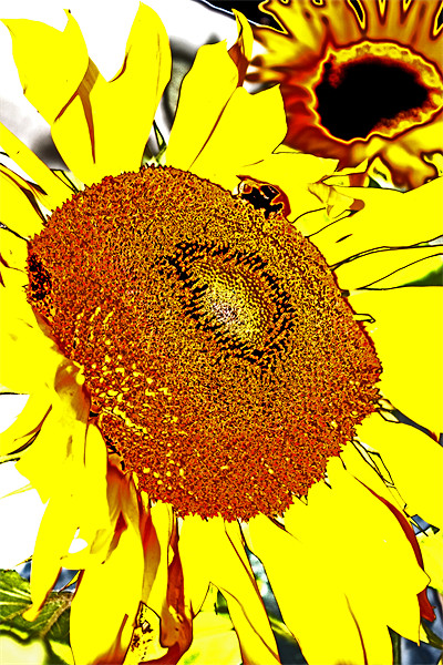 Sunflower Picture Board by Ian Jeffrey