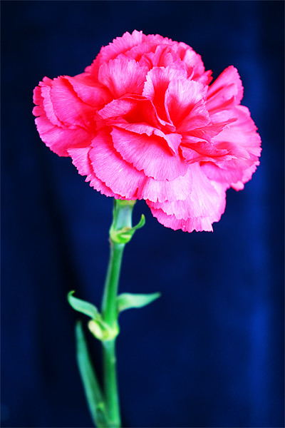Pink Carnation Picture Board by Ian Jeffrey