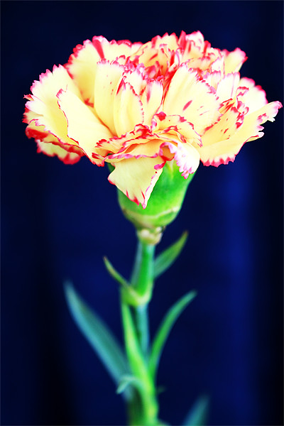 Carnation Picture Board by Ian Jeffrey