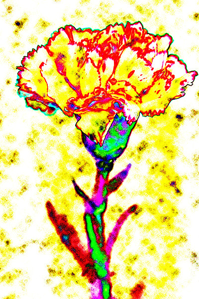 Carnation Art Picture Board by Ian Jeffrey