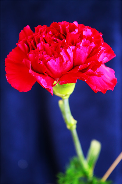 Red Carnation Picture Board by Ian Jeffrey