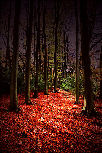 Autumn Carpet Picture Board by Ian Jeffrey