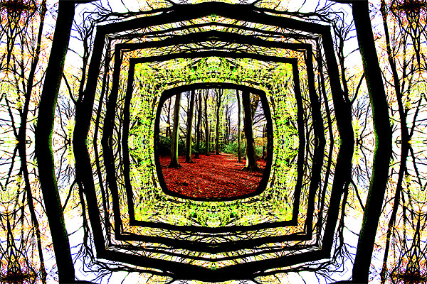 Framed Woodland Picture Board by Ian Jeffrey