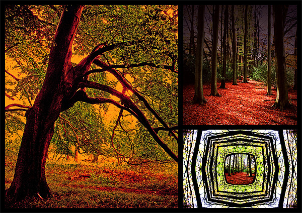 Autumn Collage Picture Board by Ian Jeffrey