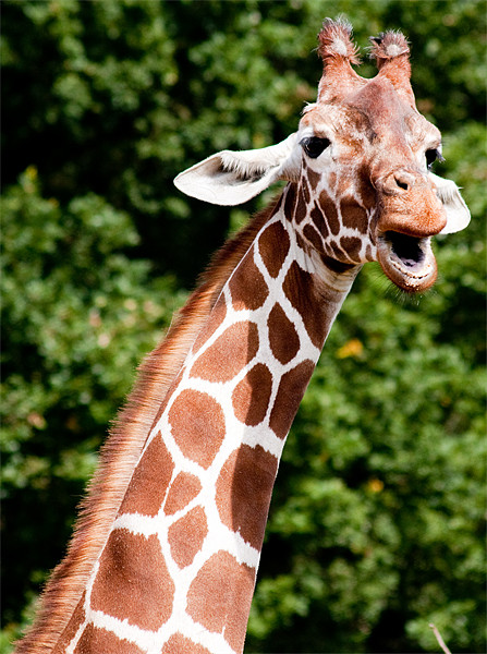 Giraffe Picture Board by Ian Jeffrey