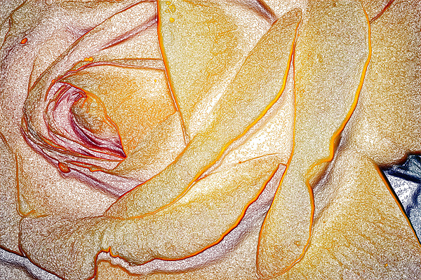 Yellow Rose Picture Board by Ian Jeffrey