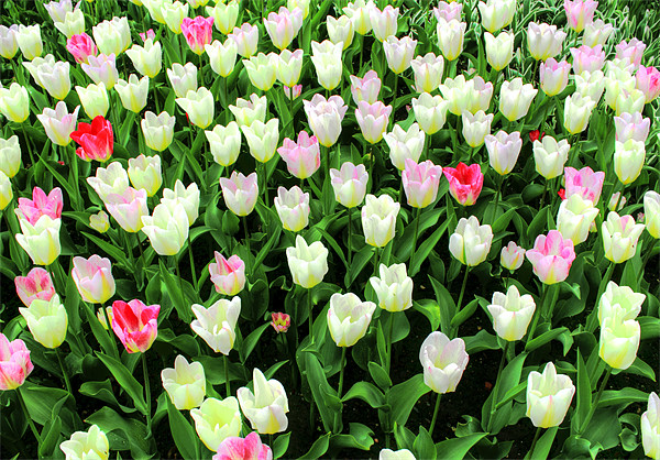 Tulips Picture Board by Ian Jeffrey