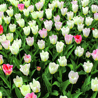 Buy canvas prints of Tulips by Ian Jeffrey